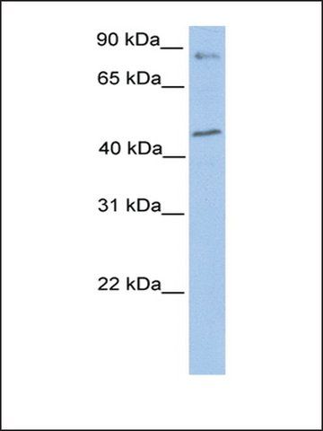 Anti-POLK antibody produced in rabbit