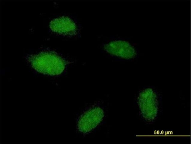 Anti-POGZ antibody produced in mouse