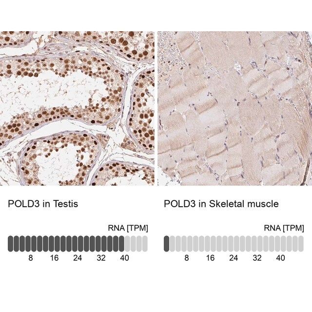 Anti-POLD3 antibody produced in rabbit