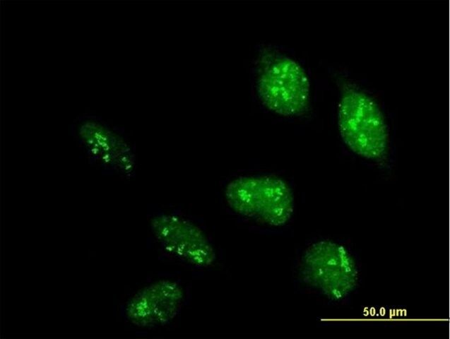 Anti-POLR1D antibody produced in mouse