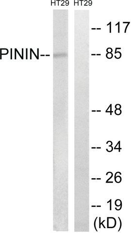 Anti-PNN antibody produced in rabbit