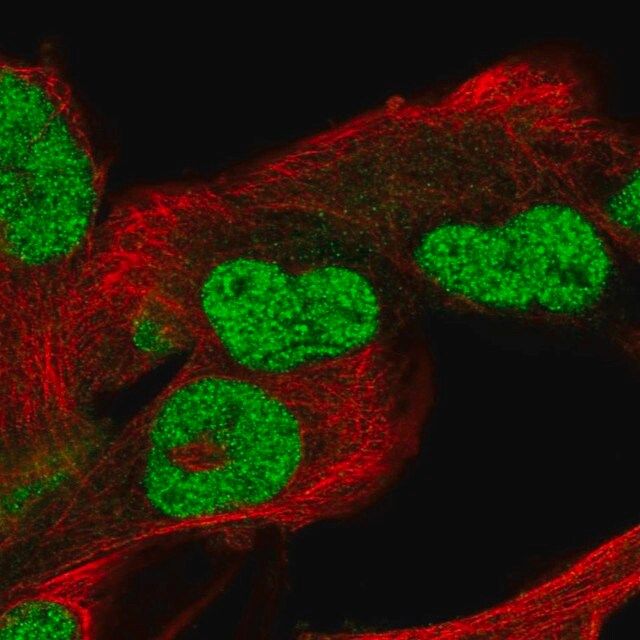 Anti-POC5 antibody produced in rabbit