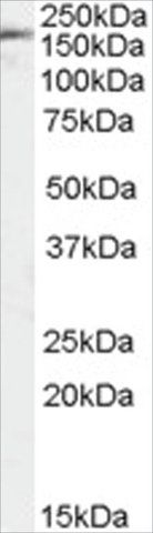 Anti-PODXL antibody produced in goat