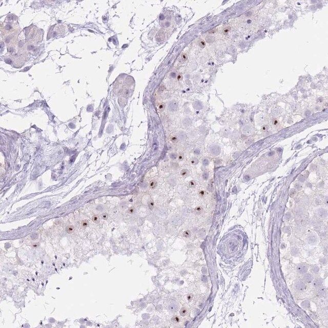 Anti-PNMA3 antibody produced in rabbit