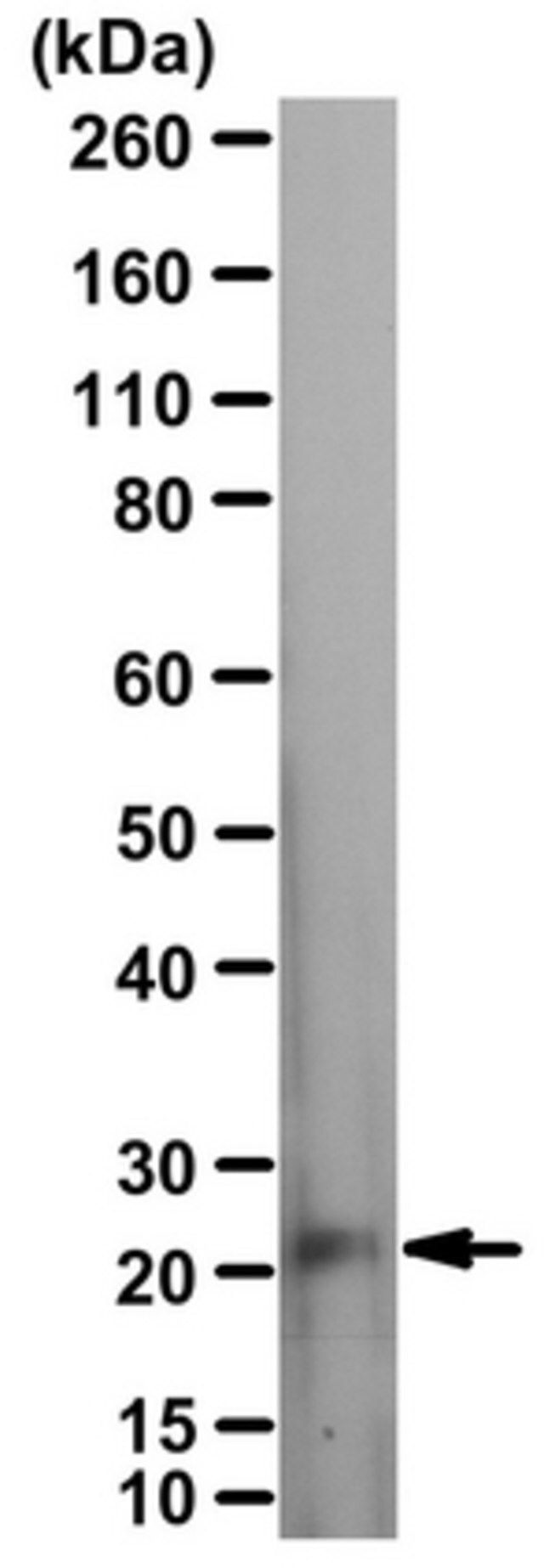 Anti-p75NTR Antibody, ICD