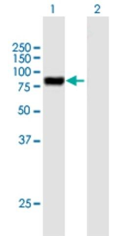 Anti-PODN antibody produced in mouse