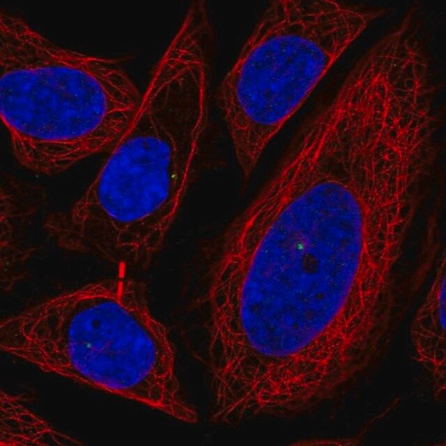 Anti-POFUT1 antibody produced in rabbit