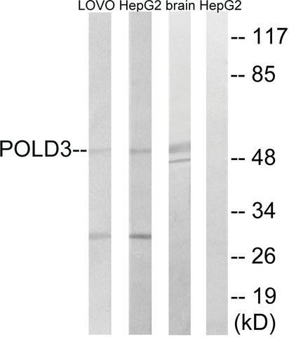 Anti-POLD3 antibody produced in rabbit