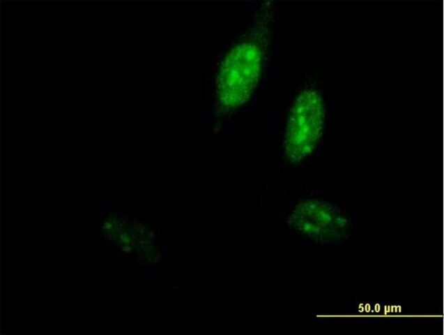 Anti-POLE3 antibody produced in mouse