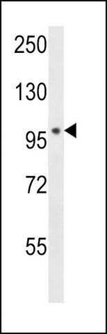 ANTI-POLN (C-TERM) antibody produced in rabbit