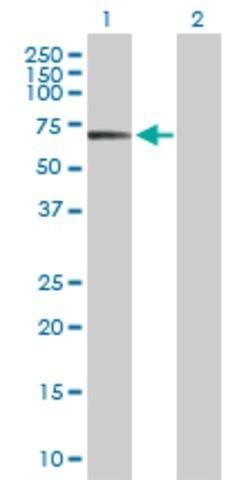 Anti-POLA2 antibody produced in rabbit