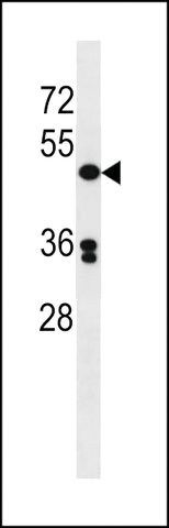 ANTI-POLD3(C-TERMINAL) antibody produced in rabbit