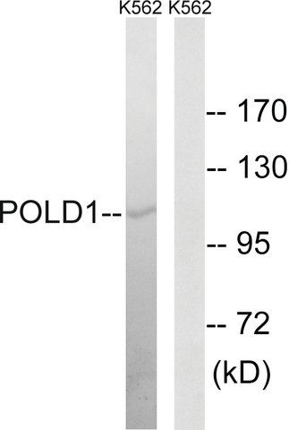 Anti-POLD1 antibody produced in rabbit