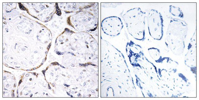 Anti-POFUT2 antibody produced in rabbit