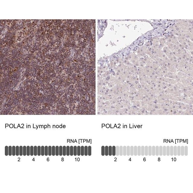 Anti-POLA2 antibody produced in rabbit