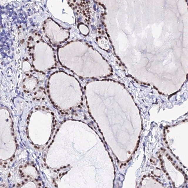 Anti-POFUT2 antibody produced in rabbit