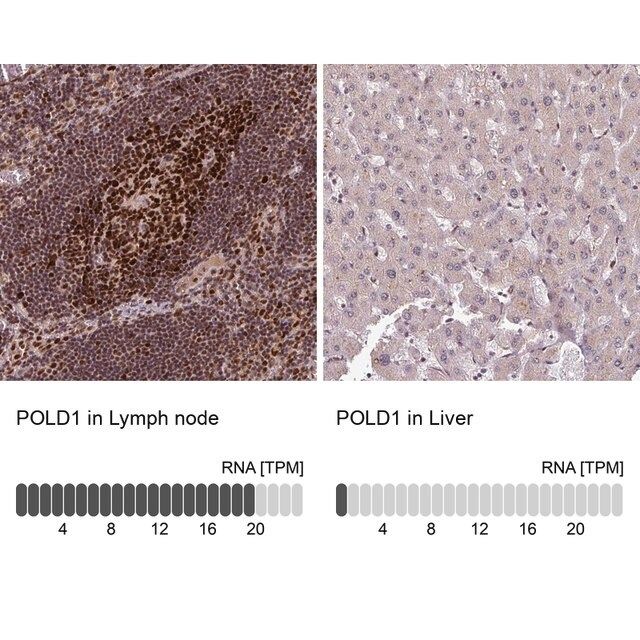 Anti-POLD1 antibody produced in rabbit