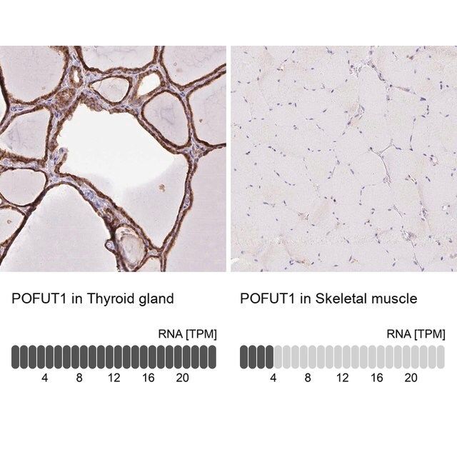 Anti-POFUT1 antibody produced in rabbit