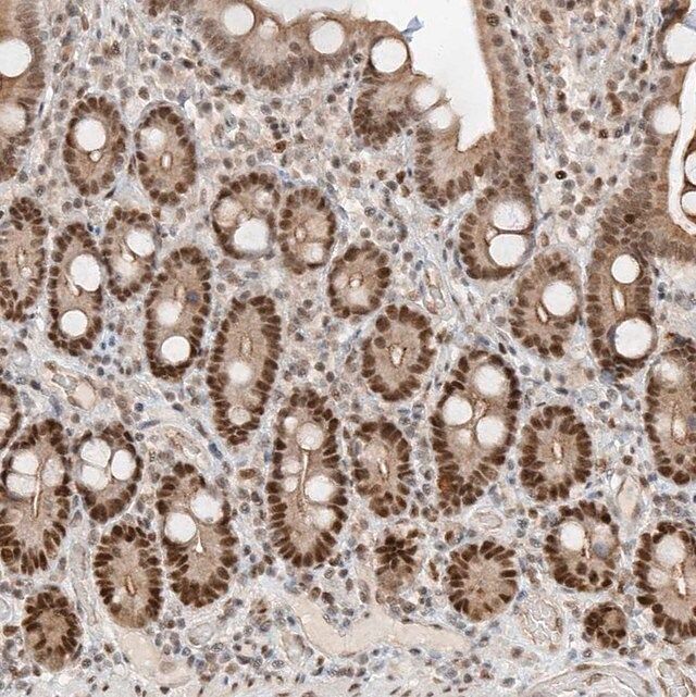 Anti-POGK antibody produced in rabbit