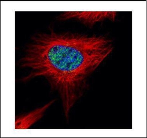 Anti-POLR3A antibody produced in rabbit