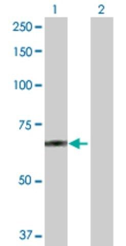 Anti-POGK antibody produced in rabbit