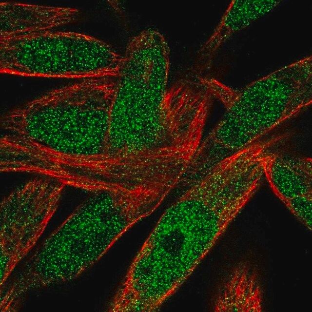 Anti-POLN antibody produced in rabbit