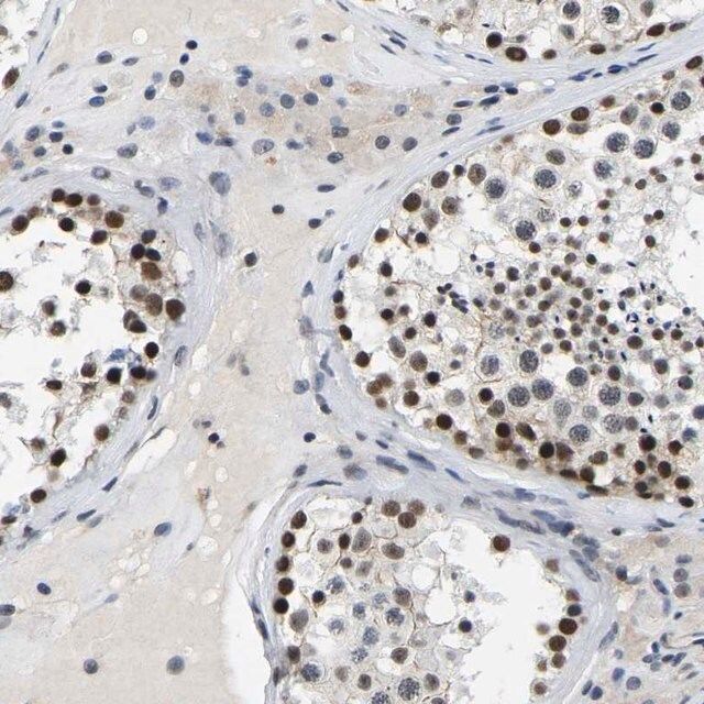 Anti-POLDIP3 antibody produced in rabbit