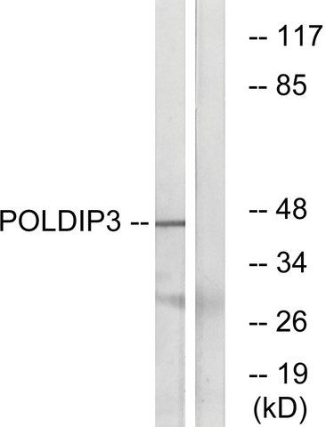 Anti-POLDIP3 antibody produced in rabbit