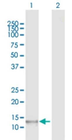 Anti-POLR1D antibody produced in rabbit