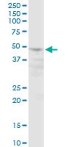 Anti-POLR3D antibody produced in mouse