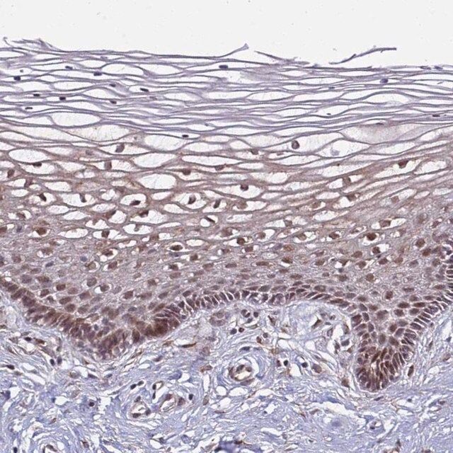 Anti-POLR2D antibody produced in rabbit