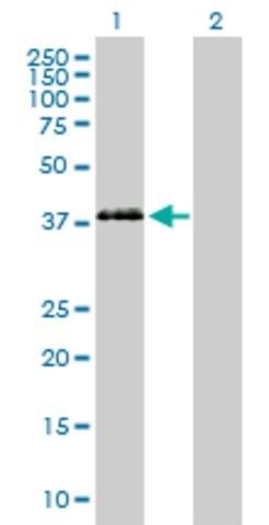 Anti-PON3 antibody produced in mouse