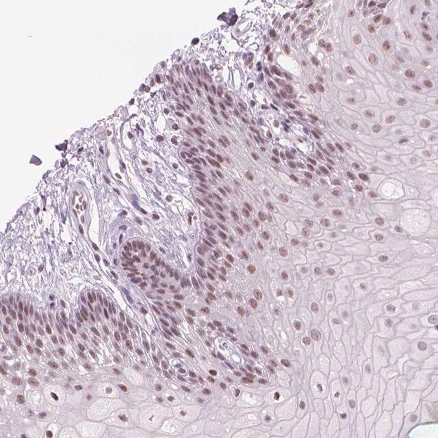 Anti-POLR3D antibody produced in rabbit