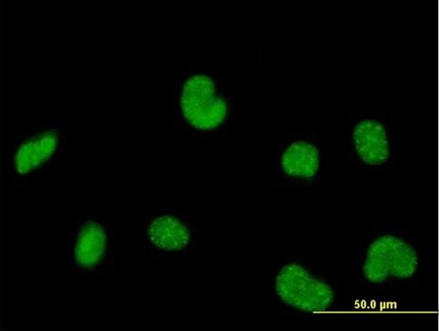 Anti-POLR3C antibody produced in mouse