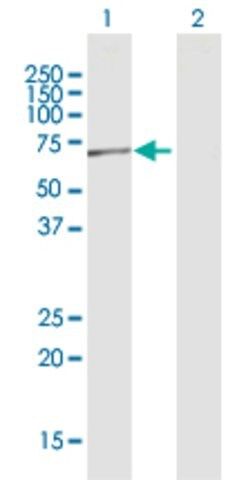 Anti-POLR3C antibody produced in rabbit