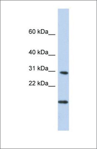 Anti-POLR2K antibody produced in rabbit