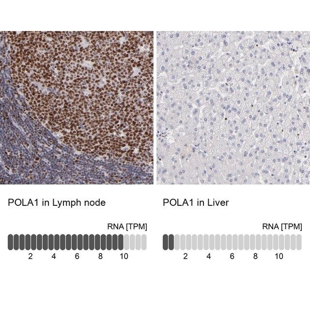 Anti-POLA1 antibody produced in rabbit