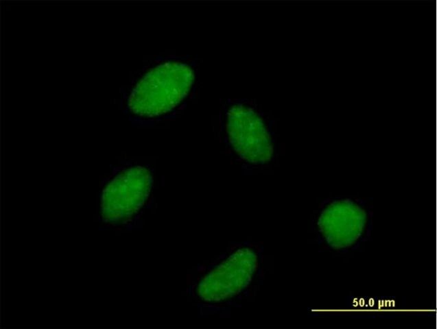 Anti-POLR3C antibody produced in mouse