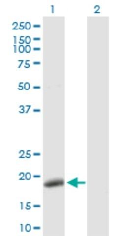 Anti-POLE3 antibody produced in rabbit