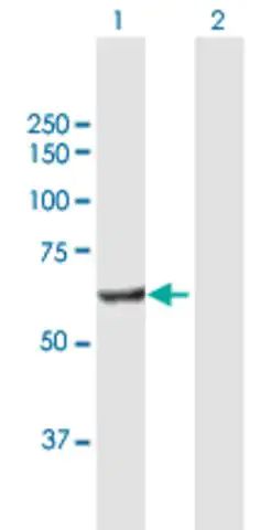 Anti-POLS antibody produced in mouse