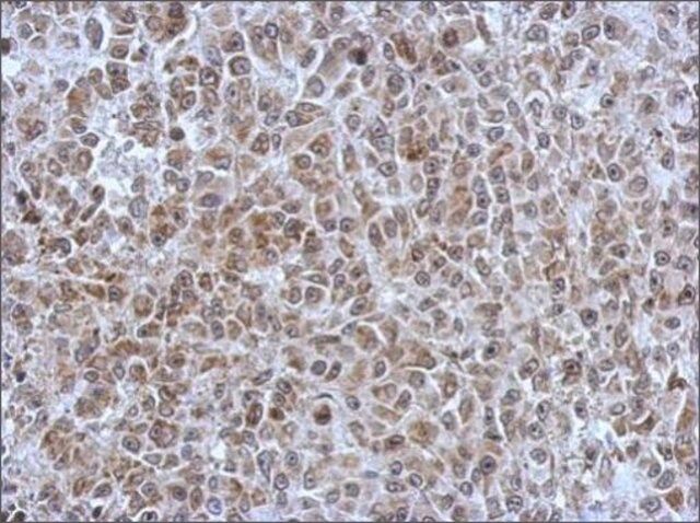 Anti-POM121 antibody produced in rabbit