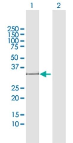 Anti-POMC antibody produced in rabbit