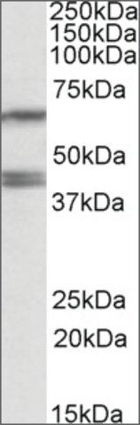 Anti-PON2 antibody produced in goat