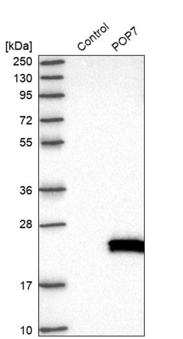 Anti-POP7 antibody produced in rabbit