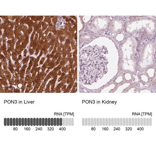 Anti-PON3 antibody produced in rabbit