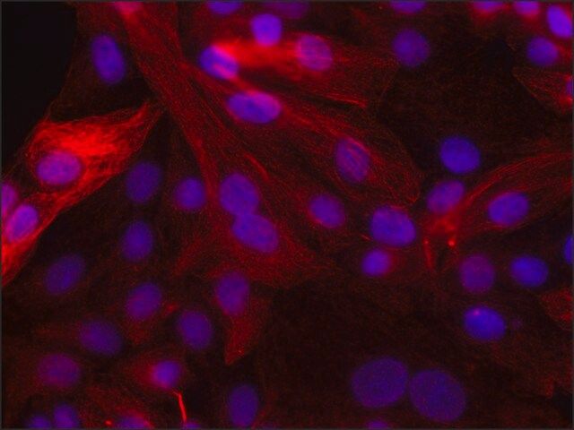 Anti-phospho-VASP [pSer<sup>239</sup>] antibody produced in rabbit