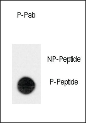 Anti-Phospho-TEK-pY1113 antibody produced in rabbit