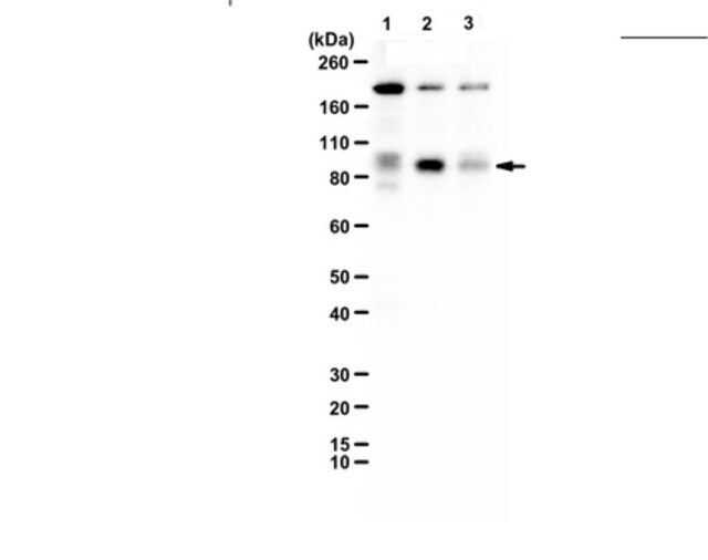 Anti-phospho-UVRAG (Ser498)