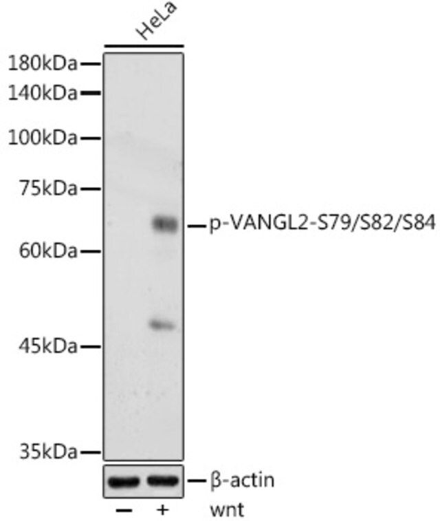 Anti-Phospho-VANGL2-S79/S82/S84 antibody produced in rabbit