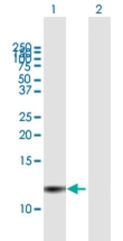 Anti-PI3 antibody produced in mouse